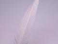 Feather color - White